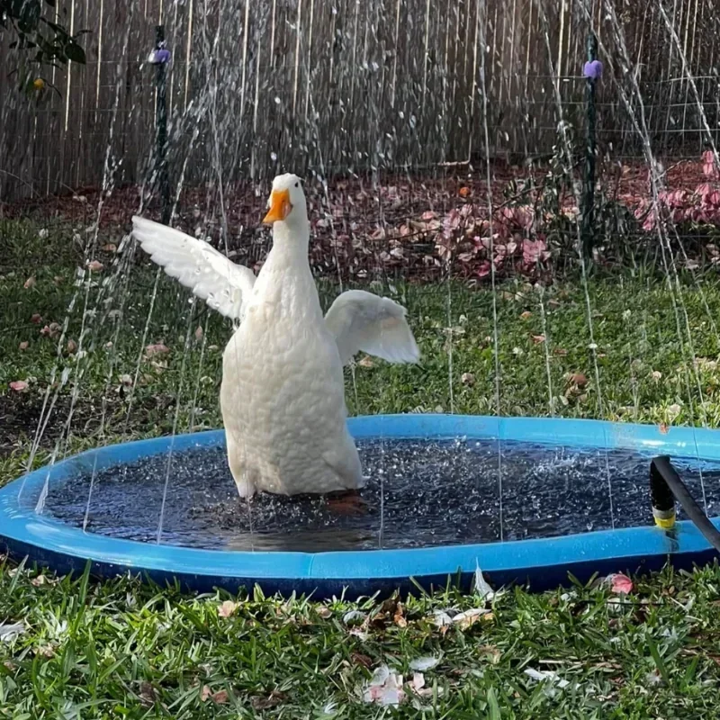 🌊Piscina con Aspersores de Agua